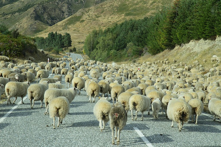 New Zealand traffic jam