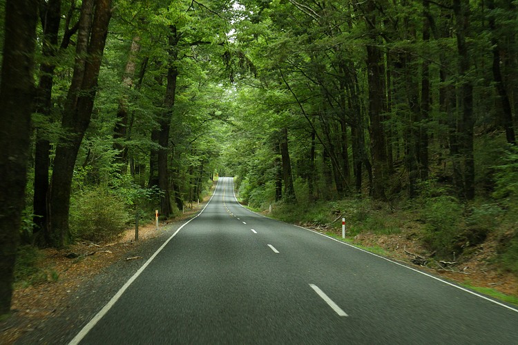 Milford Sound Highway - beech forest