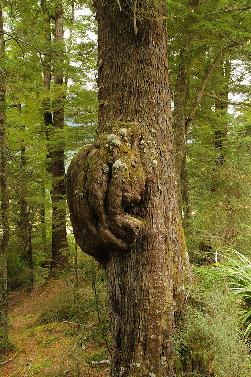 Beech burl