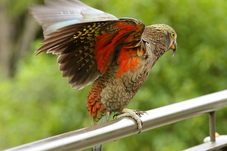 Kea (juvenile)