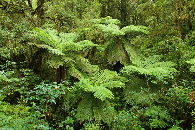 Tree Ferns