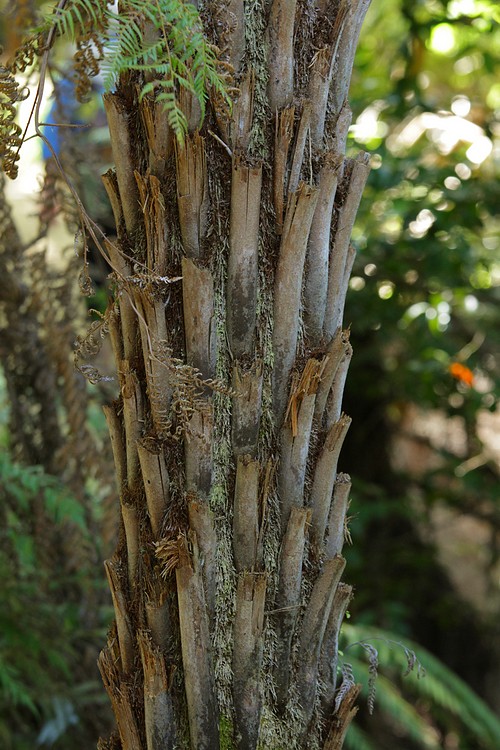 Tree fern trunk