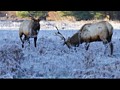 Elk antler wrestling video