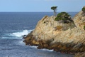 Point Lobos State Reserve - January 5, 2013