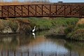 Great Egret under bridge