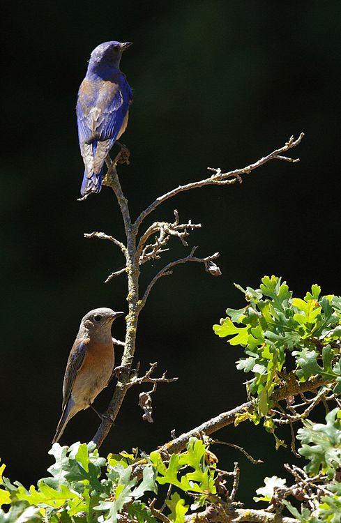 Western Bluebirds - male and female