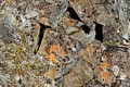 Rock and lichen