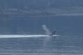 Humpback breaching sequence