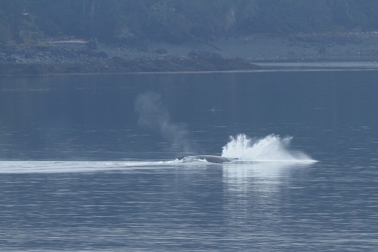 Humpback breaching sequence