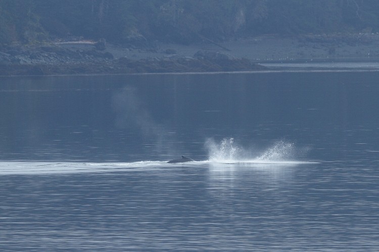 Humpback breaching sequence