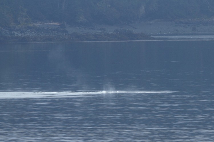 Humpback breaching sequence