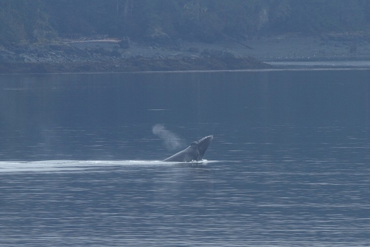 Humpback breaching sequence