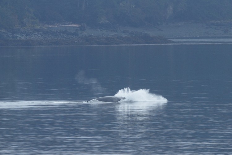 Humpback breaching sequence