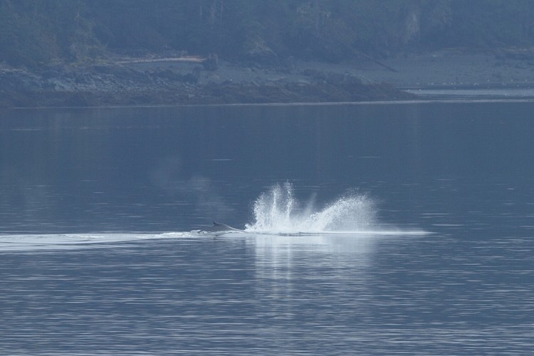Humpback breaching sequence