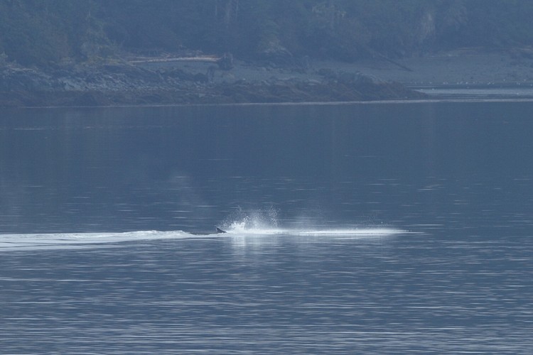 Humpback breaching sequence