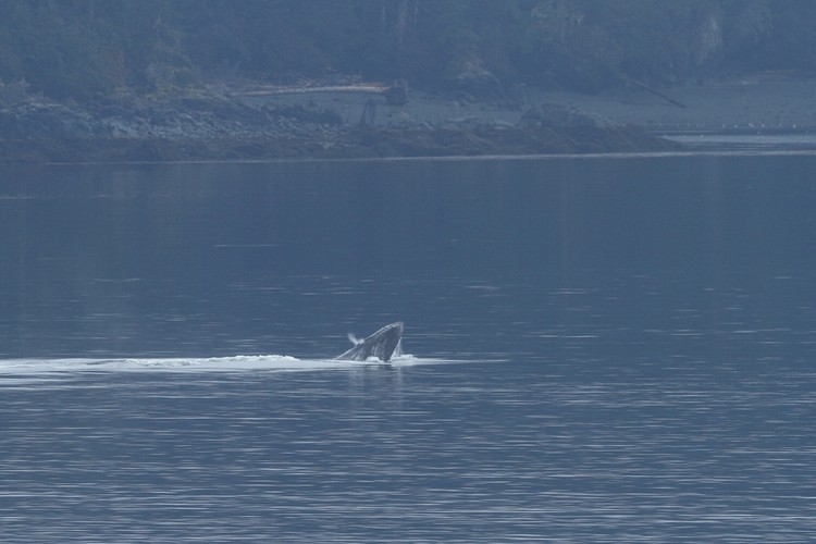 Humpback breaching sequence