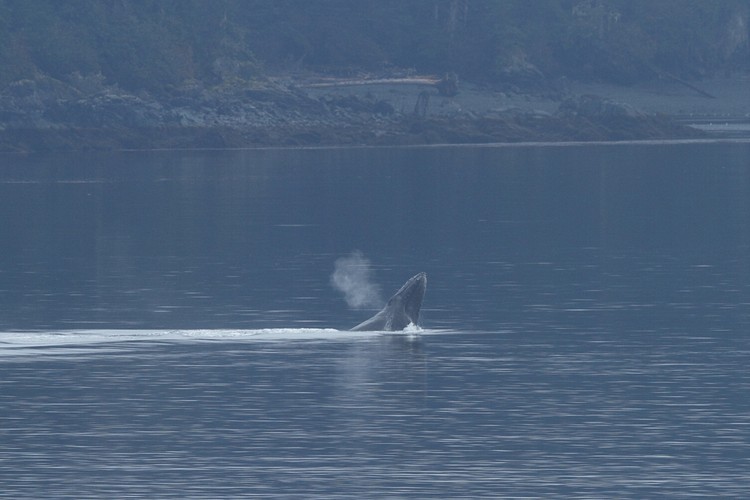 Humpback breaching sequence