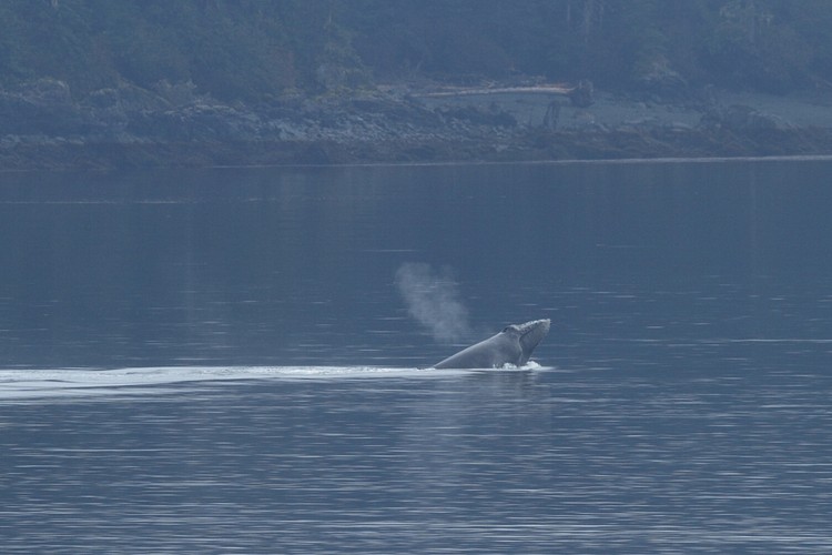 Humpback breaching sequence