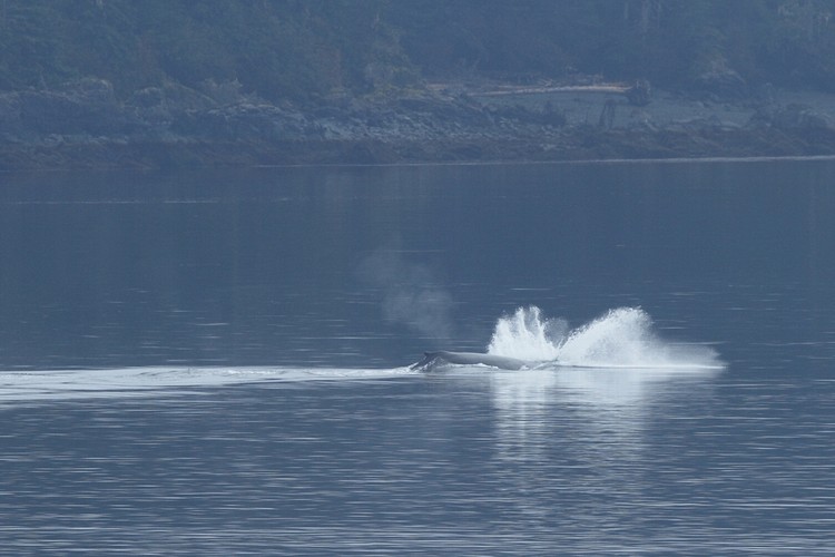 Humpback breaching sequence