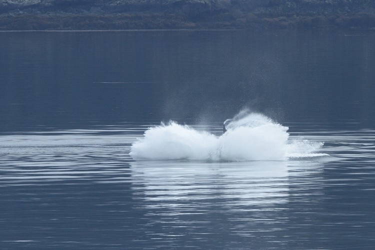 Humpback breaching sequence