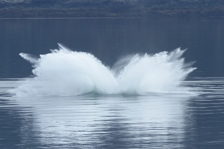 Humpback breaching sequence