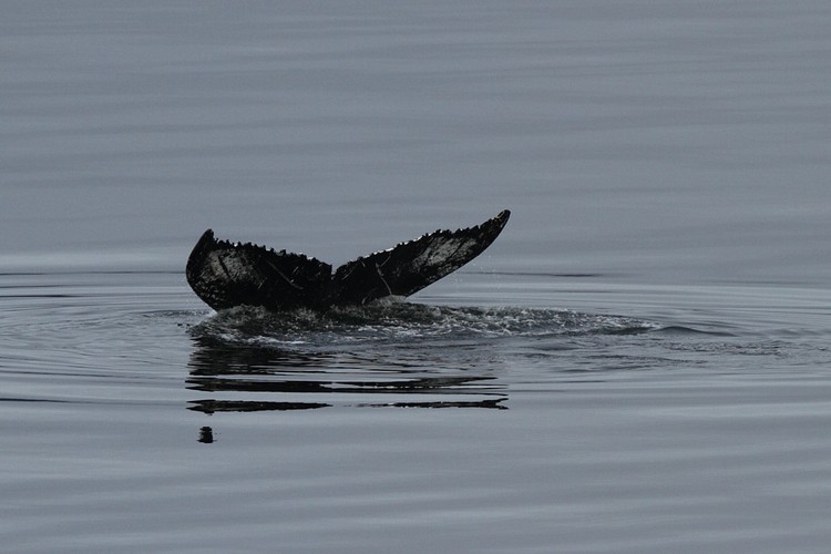 Humback diving sequence