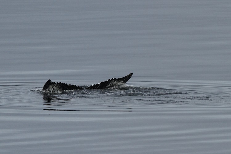 Humback diving sequence