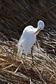 Great Egret in breeding plumage (Ardea alba)