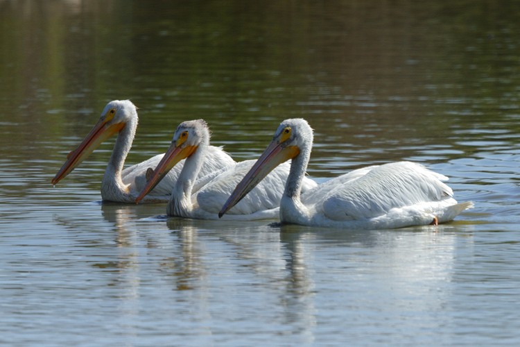 American White Pelicans (male)