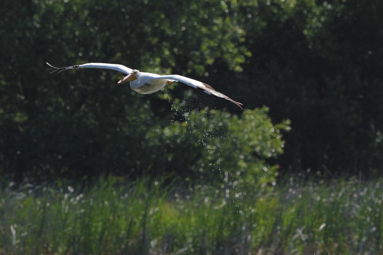 American White Pelican (male) - take off