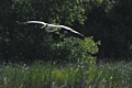 American White Pelican (male) - take off
