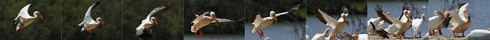 Pelican Landing Sequence