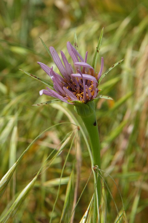 Purple Salsify (Tragopogon porrifolius)