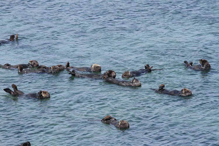 California sea otters