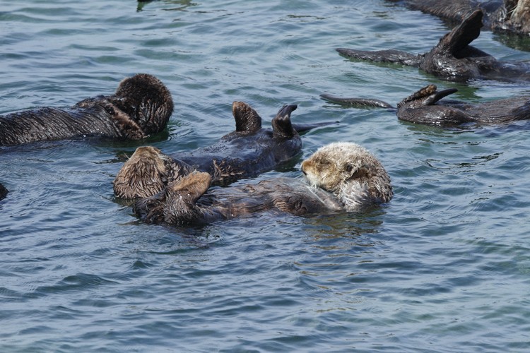 California sea otters