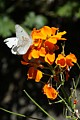 Butterfly on Western Wallflower