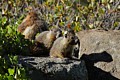 Yellow-belly Marmots