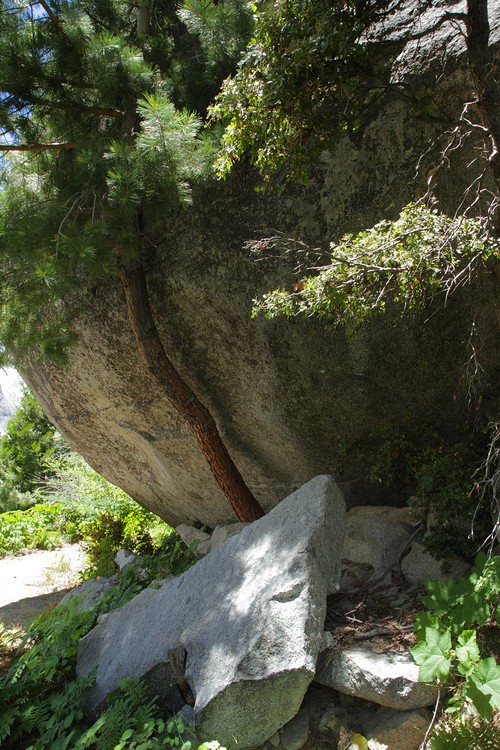 Tree under a rock