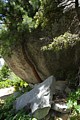 Tree under a rock