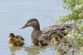 Mother mallard and ducklings