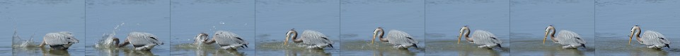 Great Blue Heron fishing sequence