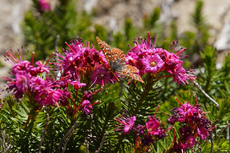 Butterfly on Red Heather