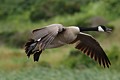Canada Goose mate flying in