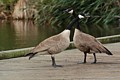 Canada Geese mating pair