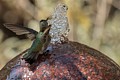 Annas Hummingbird bathing