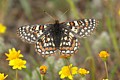 Bay Checkerspot Butterfly (Euphydryas editha bayensis)