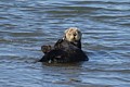 California Sea Otter - grooming