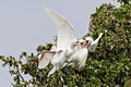 Snowy Egrets (Egretta thula) - parent and chicks