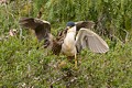 Black-crowned Night Heron (Nycticorax nycticorax) - parent and chick