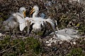 Great Egret (Ardea alba) chicks